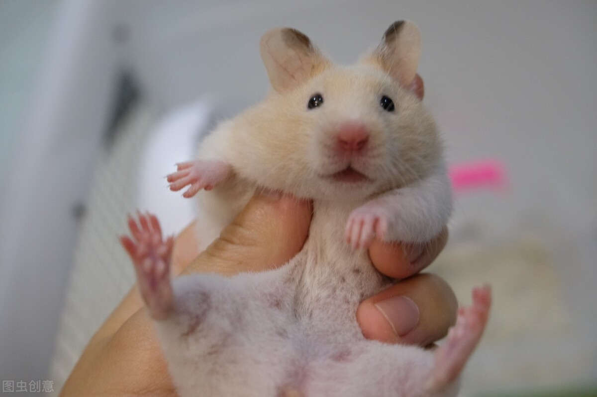 仓鼠为什么拉稀然后就死了,仓鼠为什么拉稀便