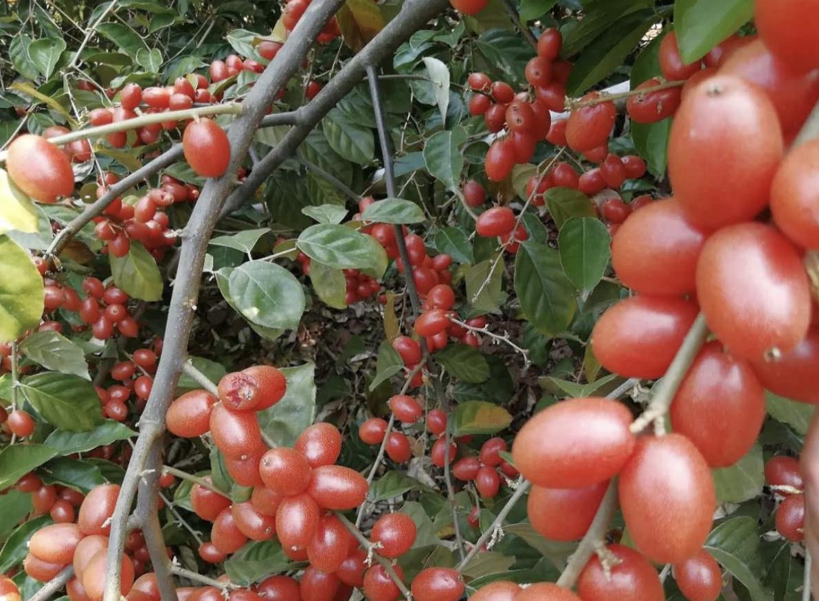 农村山谷下,有1种“羊奶果”,远处看像“西红柿”,珍贵,值钱