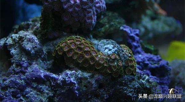 看完别笑,都陪我哭!新人下海开缸的血泪史