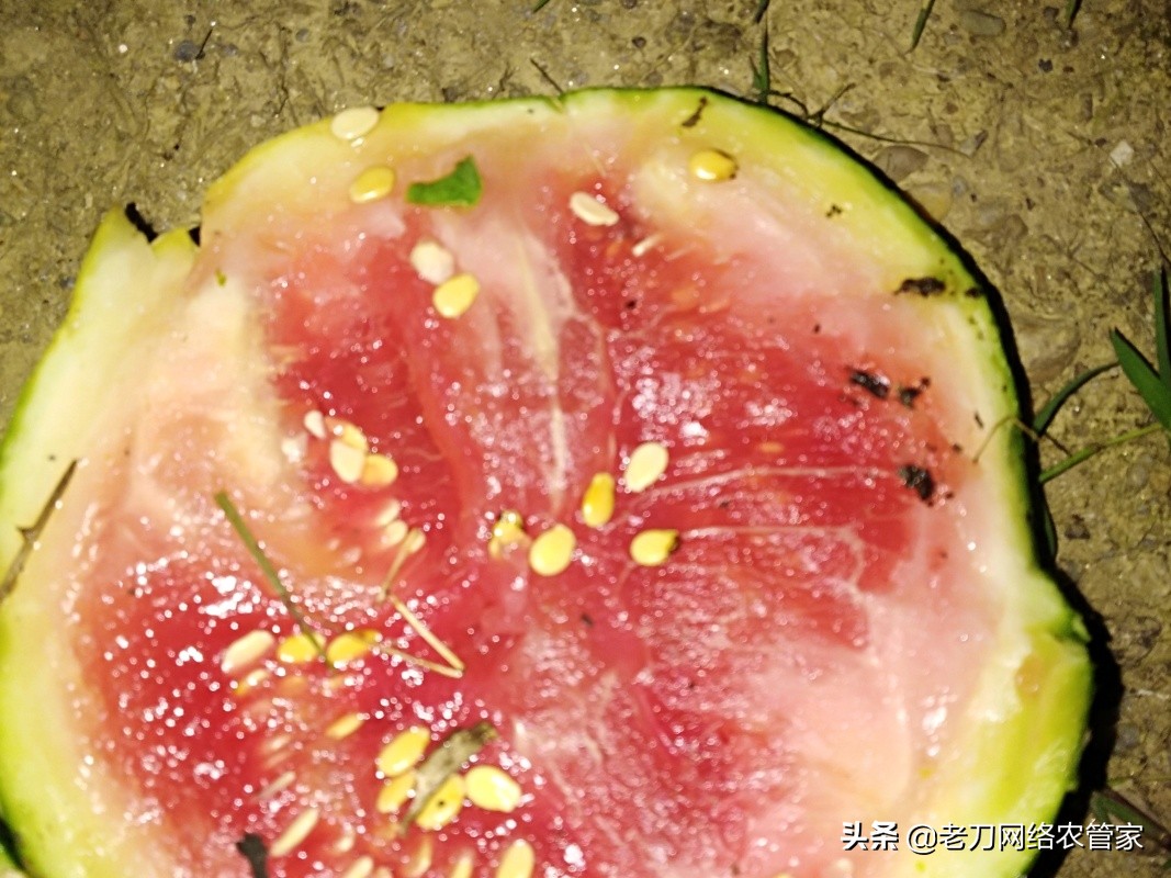 西瓜黄带,西瓜黄的原因