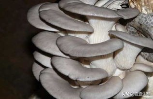 野生平菇测评,平菇真实名称