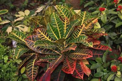 养花新手老养死花,献给那些总把花养死的人