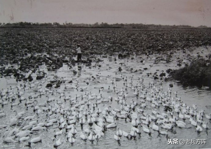 五十年代至七十年代人民公社,6070年代人民公社