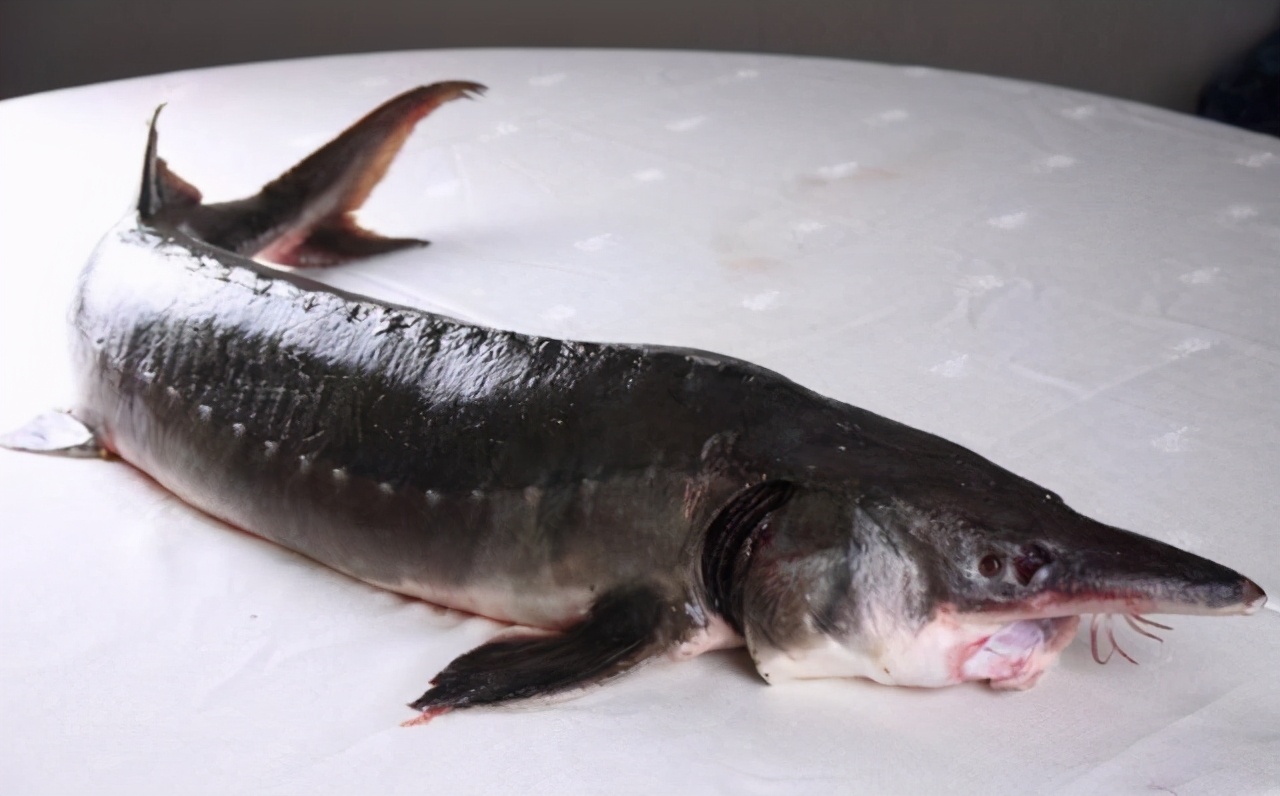 达氏鳇能活多少年,1028斤的巨型达氏鳇