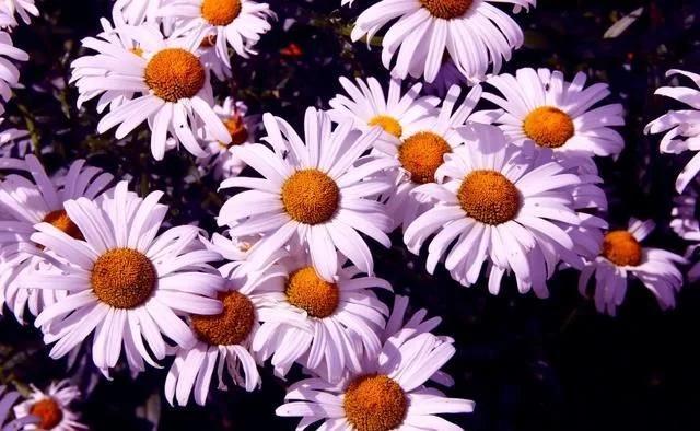 十二星座智商排名射手,12星座射手最聪明