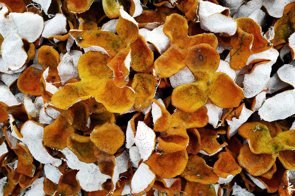 西藏新会天马陈皮储存方法,陈皮用什么容器储存最好