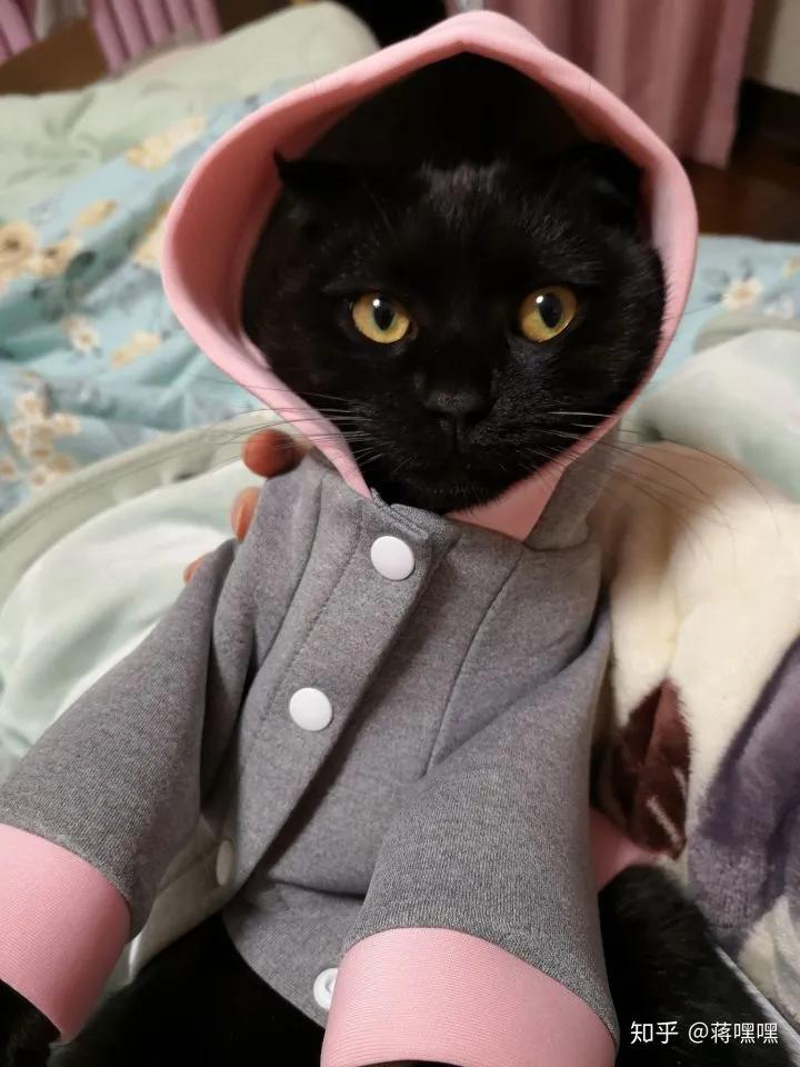 谁说黑猫不能带来好运,为什么都说黑猫不吉利