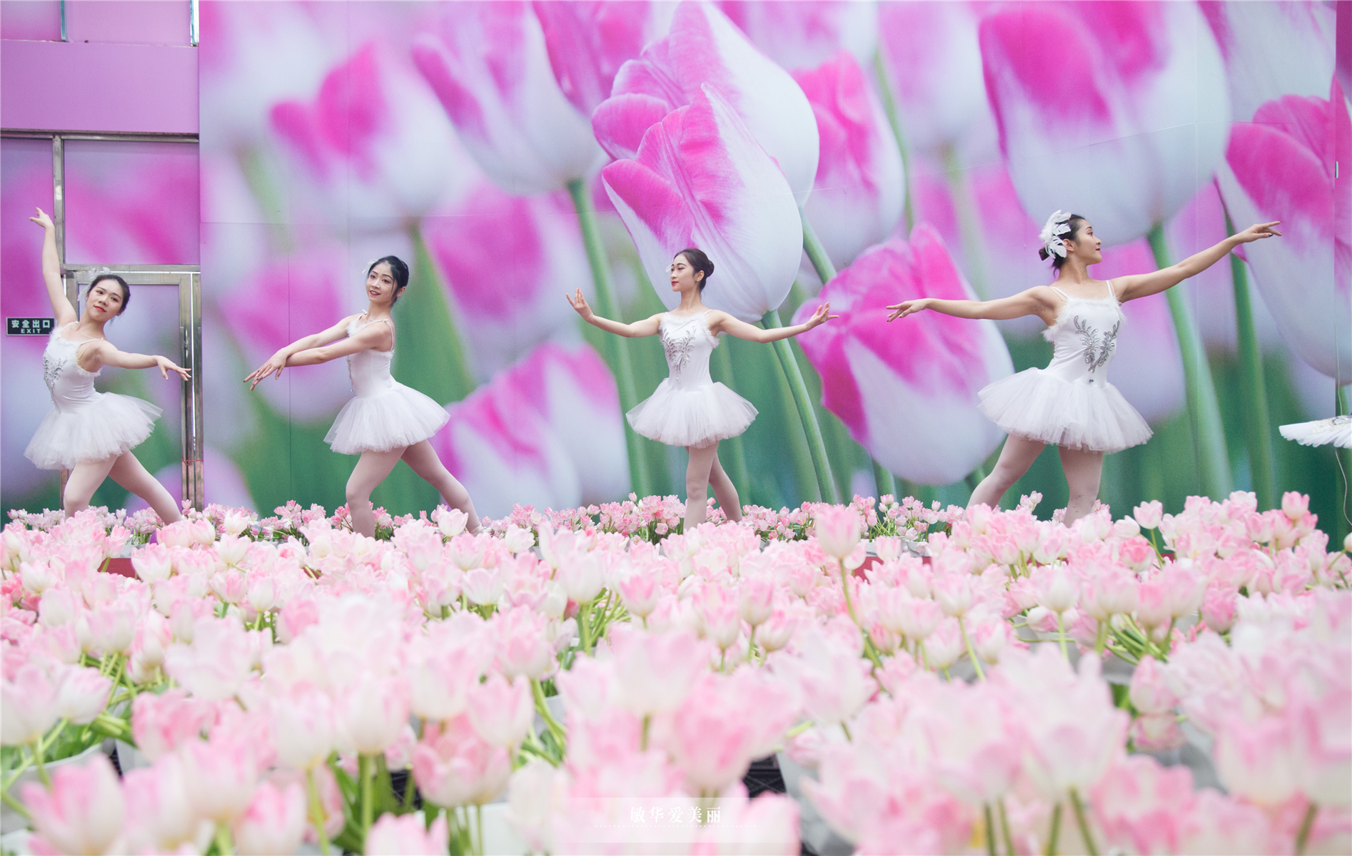 百万葵园攻略地图大全,百万葵园游玩注意事项