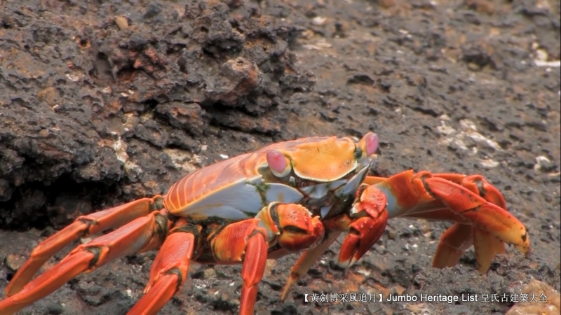 世界上最长寿的象龟多少岁,迄今发现最长寿的龟