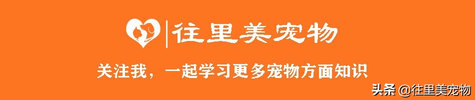 萨摩耶看着长但是矮,萨摩耶漂亮吗