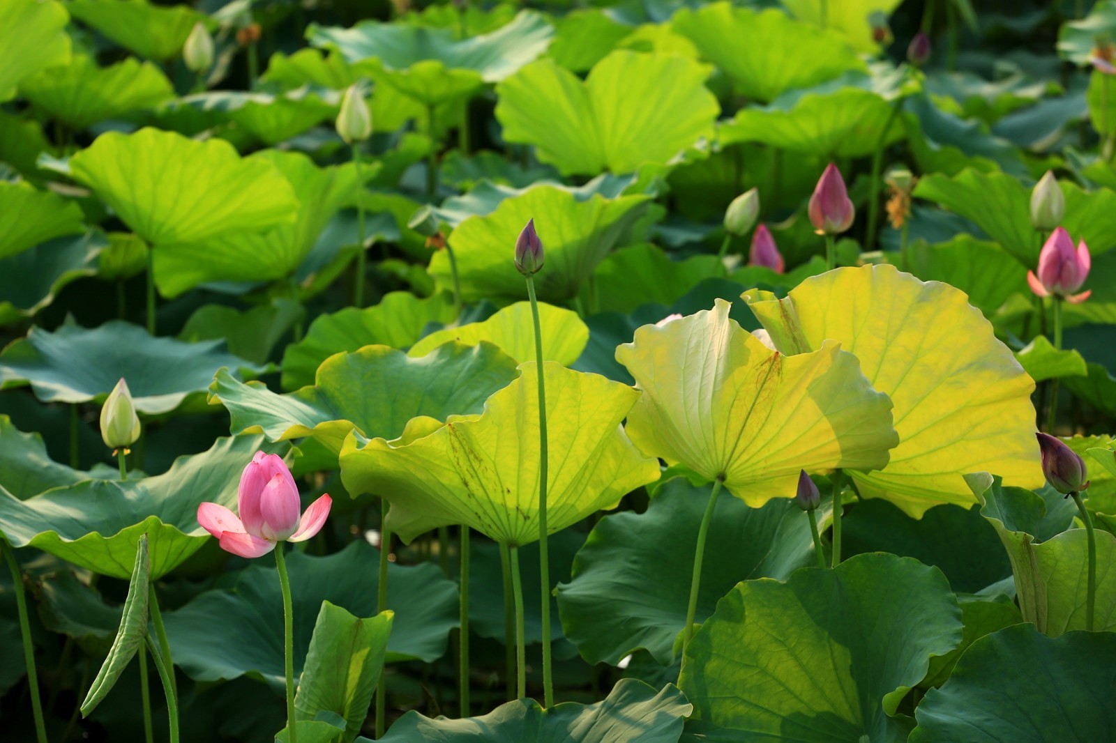 郑州荷花欣赏地点推荐,郑州赏荷最佳地点