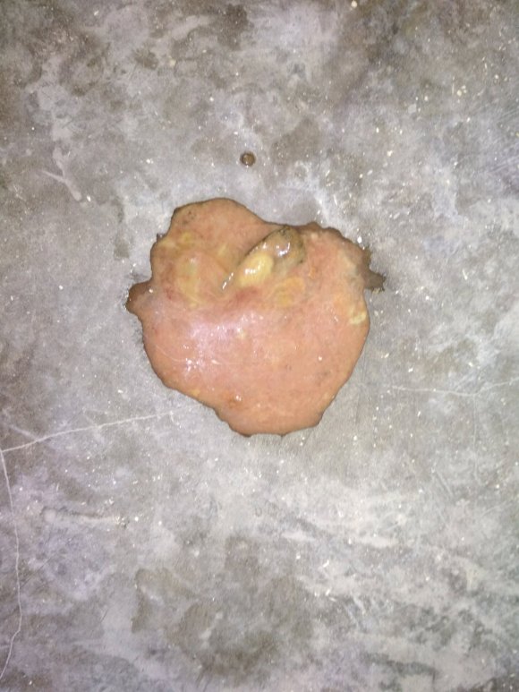 金毛得了肠胃炎能喝水吗,金毛肠胃炎吊了3针多久会好