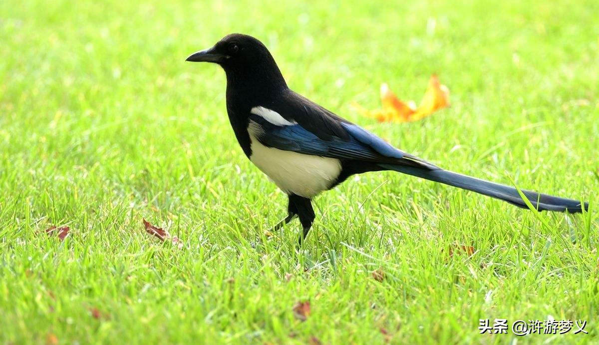 那些说不出名字的鸟,常见的纯黑色羽毛的鸟有哪些