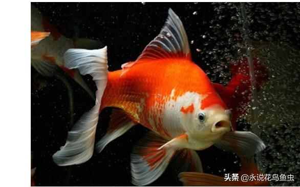 什么观赏鱼好看也好养视频,什么观赏鱼好看又皮实