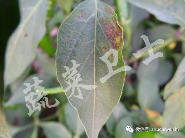 预防辣椒茎基腐用什么药,如何预防辣椒茎基部病害