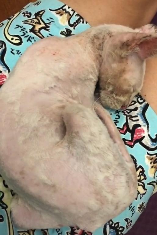 捡到只流浪猫对自己非常好怎么办,十天前捡到流浪猫现在怎么样了