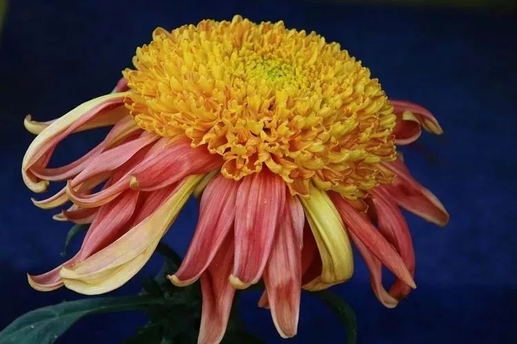 花中四君子菊花,花中四君子菊花的简介