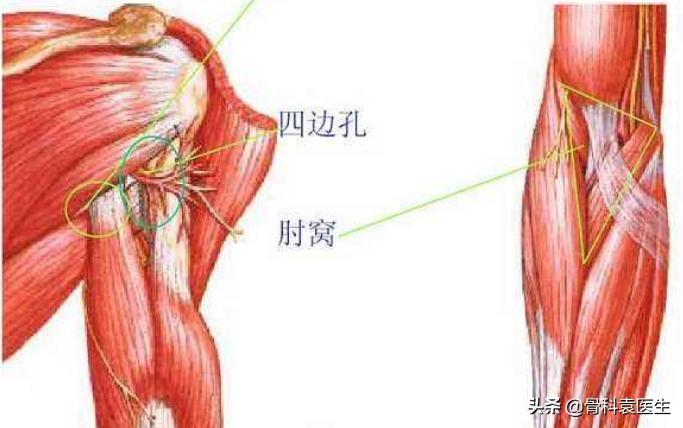 睡一觉起来肩膀疼胳膊抬不起来,胳膊疼感觉里面的筋疼抬不起来