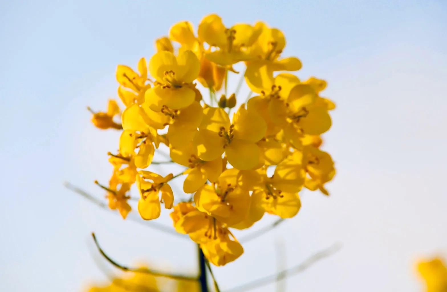 红星集体农庄,红星集体农庄门票