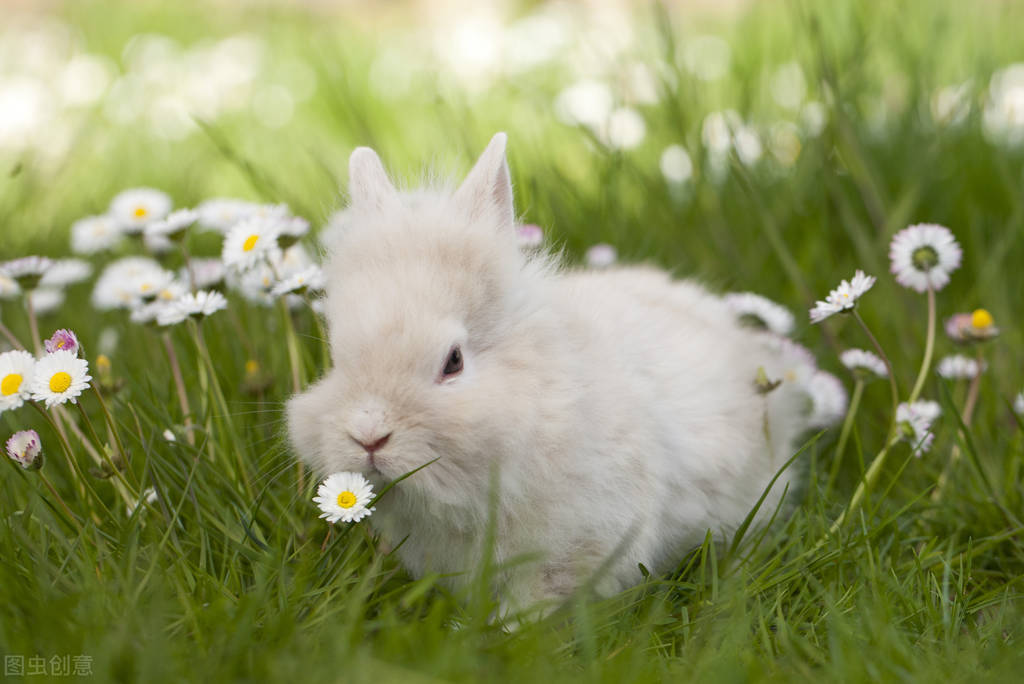 买回来的兔粮兔子不吃怎么办,兔子怎么不吃皮