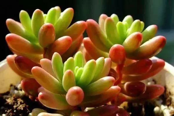 好养又易爆盆的多肉,多肉爆盆小仙人球