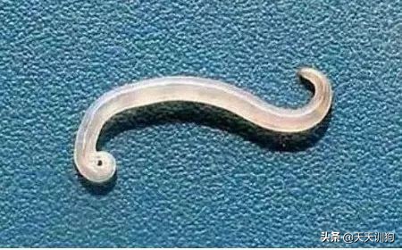 狗狗有虫子的症状表现,狗狗肚子里有虫子会有哪些表现