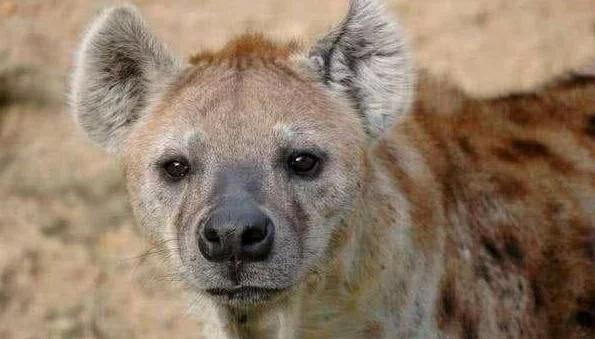 平头哥和鬣狗最惨大战,平头哥大战鬣狗真实视频