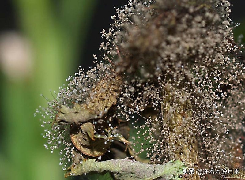 多菌灵可以治疗月季灰霉病吗,月季灰霉病黑斑病黄叶打什么药