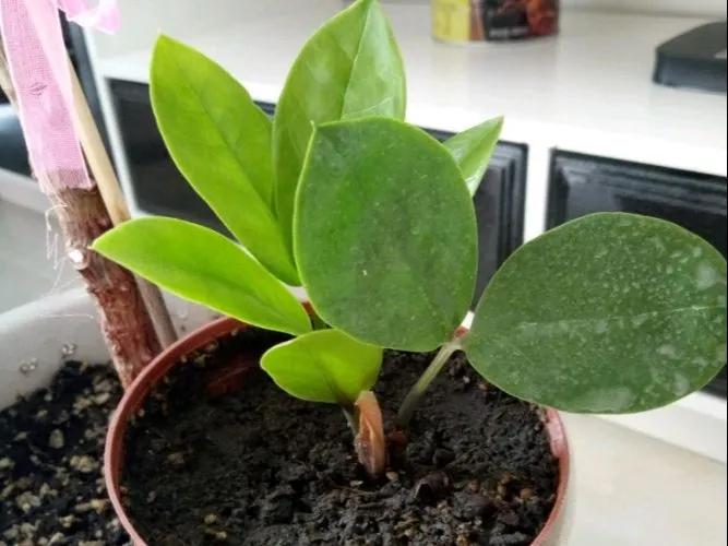 扦插花的养殖方法和技巧,养花扦插有妙招多肉