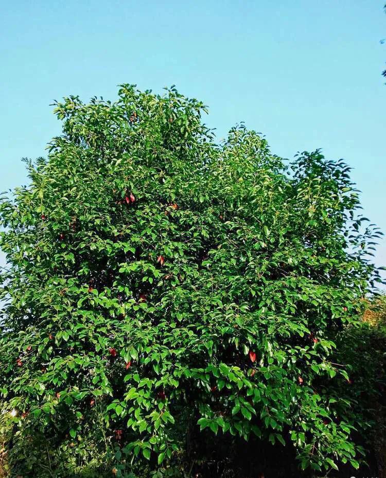 植物百科知识大全儿童,植物百科app