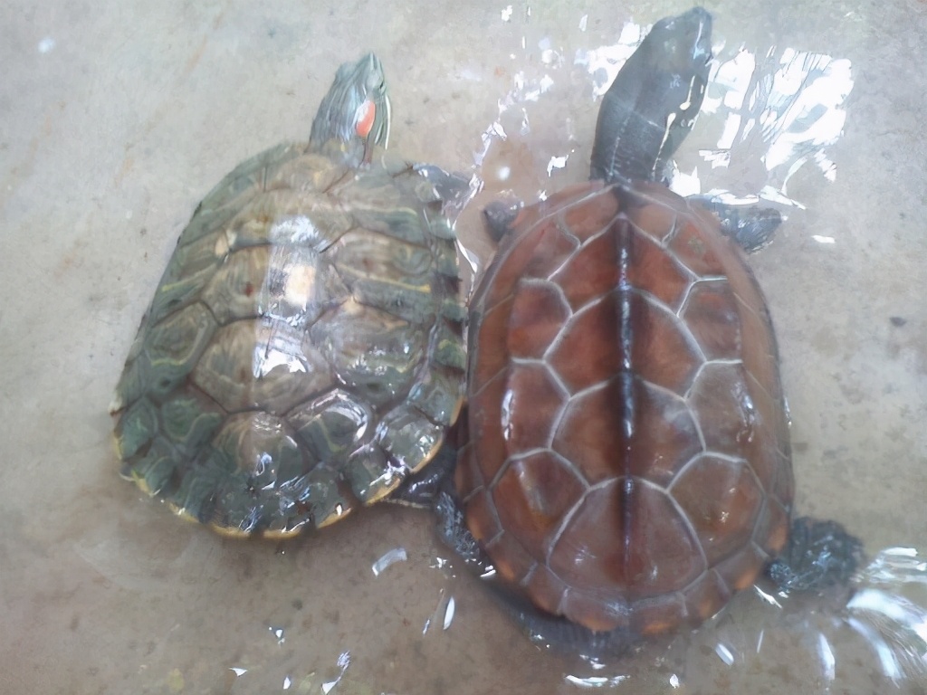 上海哪里放生乌龟最好,上海放生乌龟最好的地方