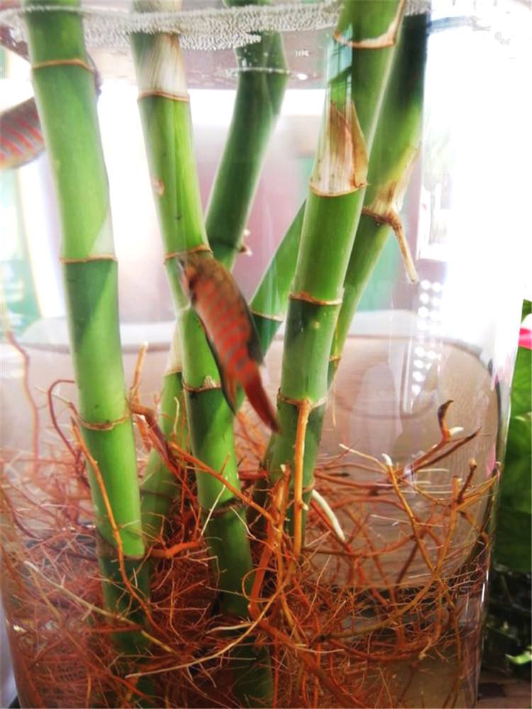 水培花卉里养什么鱼,水培盆栽里养什么鱼好看