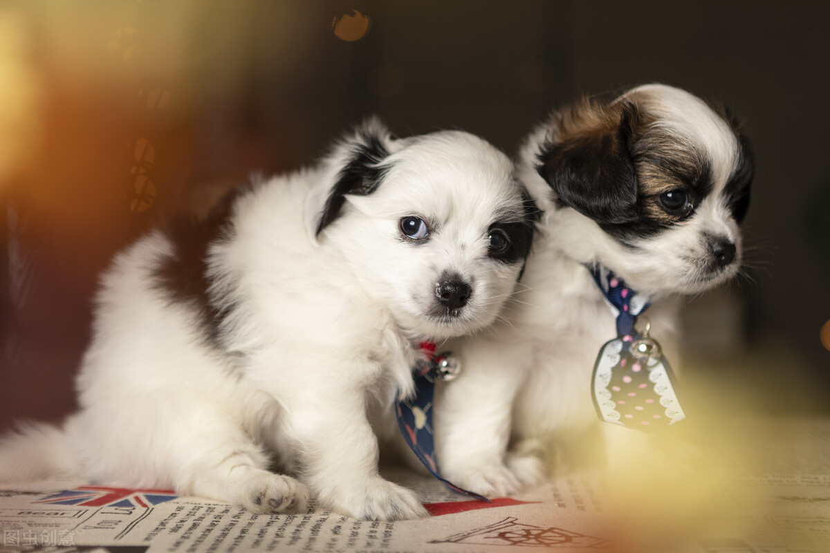 小奶狗拉稀用什么药,刚满月狗拉稀