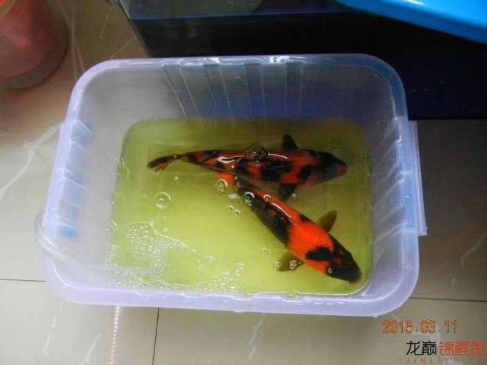 养鱼张哥最新视频,鱼缸怎么养锦鲤鱼最好