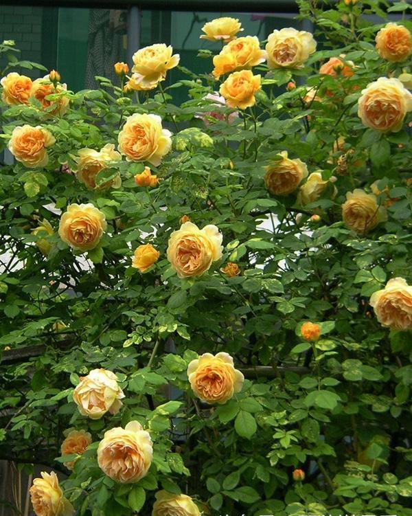 李子柒的院子都种的啥,李子柒推荐的三种花