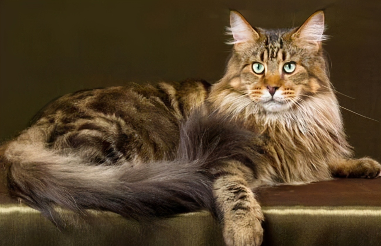 养猫到底哪些需要买哪些不必买,新手养猫适合养哪种钱少