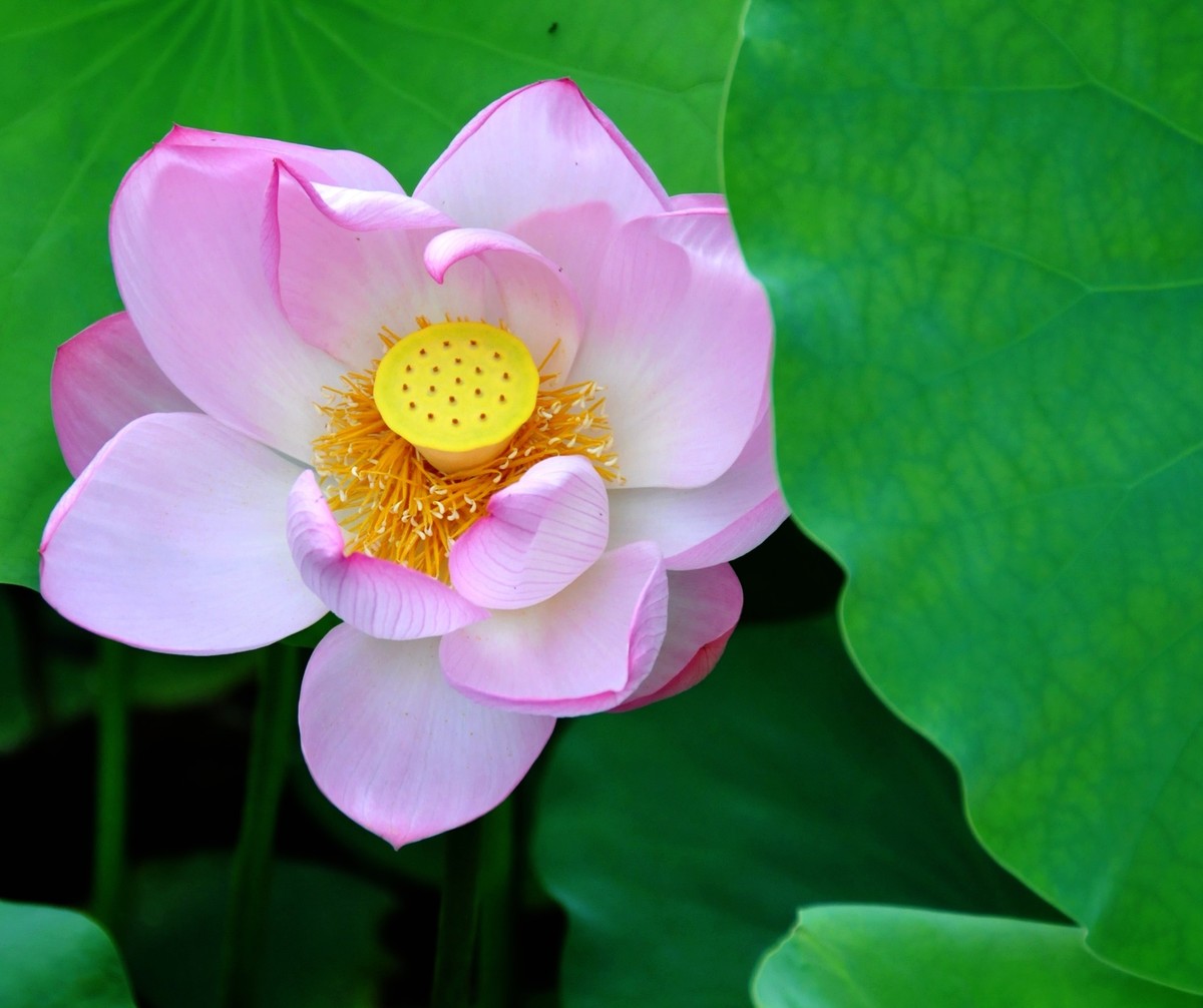 物犹如此情何以堪全文,物犹如此人何以堪来历