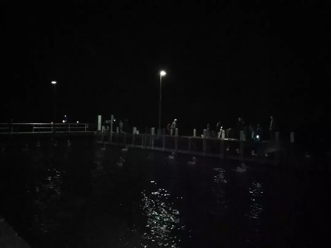 墨尔本捕蟹,墨尔本抓帝王蟹