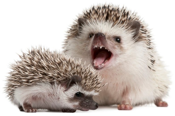 乡村那些年，我曾养过两只刺猬，却接连神秘消失……