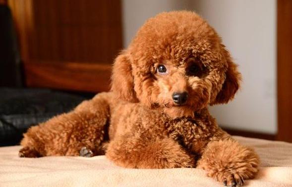 为什么泰迪犬的毛越来越白,为什么泰迪有黑棕灰