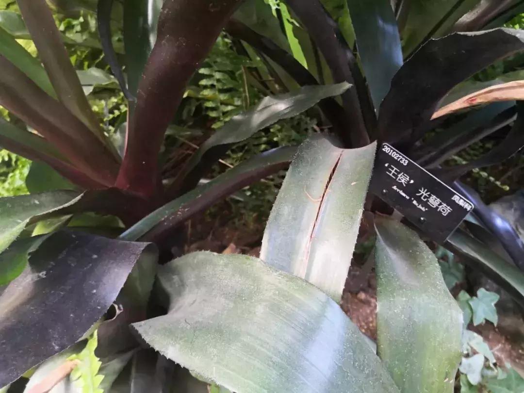 凤梨科的其它植物,凤梨食虫植物