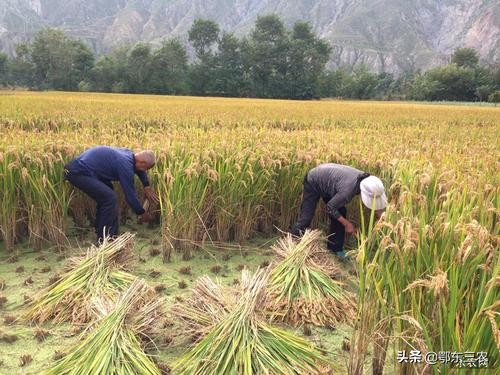 农村俗语早立秋冷飕飕,处暑时节民间俗语
