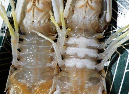 买皮皮虾别只傻傻挑大的！水产老板：看这3处，再也不怕“空壳”