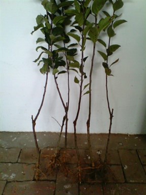 苹果树的长枝和短枝,苹果树苗矮化和乔化的区别