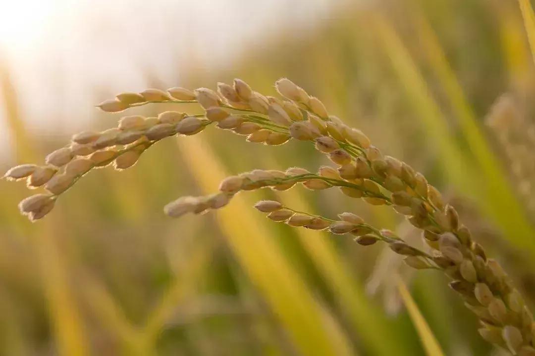醴陵市满朝佰家粥铺醴泉路店,满朝佰家粥铺怎么样