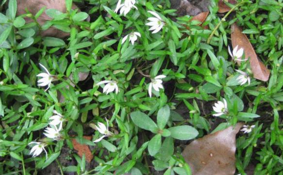 养吊兰绿萝用什么盆栽,绿萝吊兰怎样养