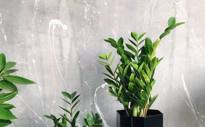 养花新手不知道养什么，就选这几种植物，轻松养爆盆