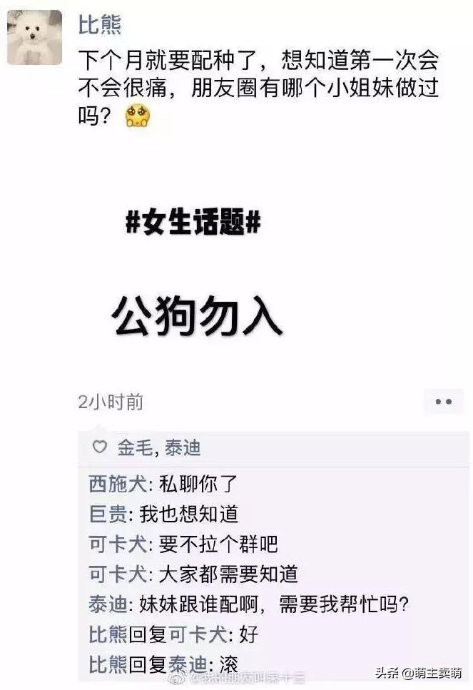 狗狗如何拟人化,狗行为拟人化