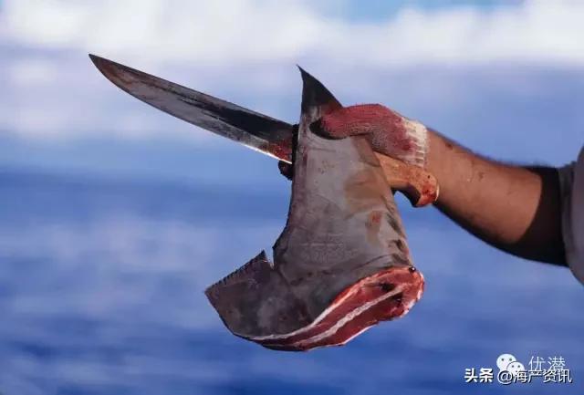 香港海关破获大宗*私走**鱼翅案！3万余条濒危鲨鱼被捕杀