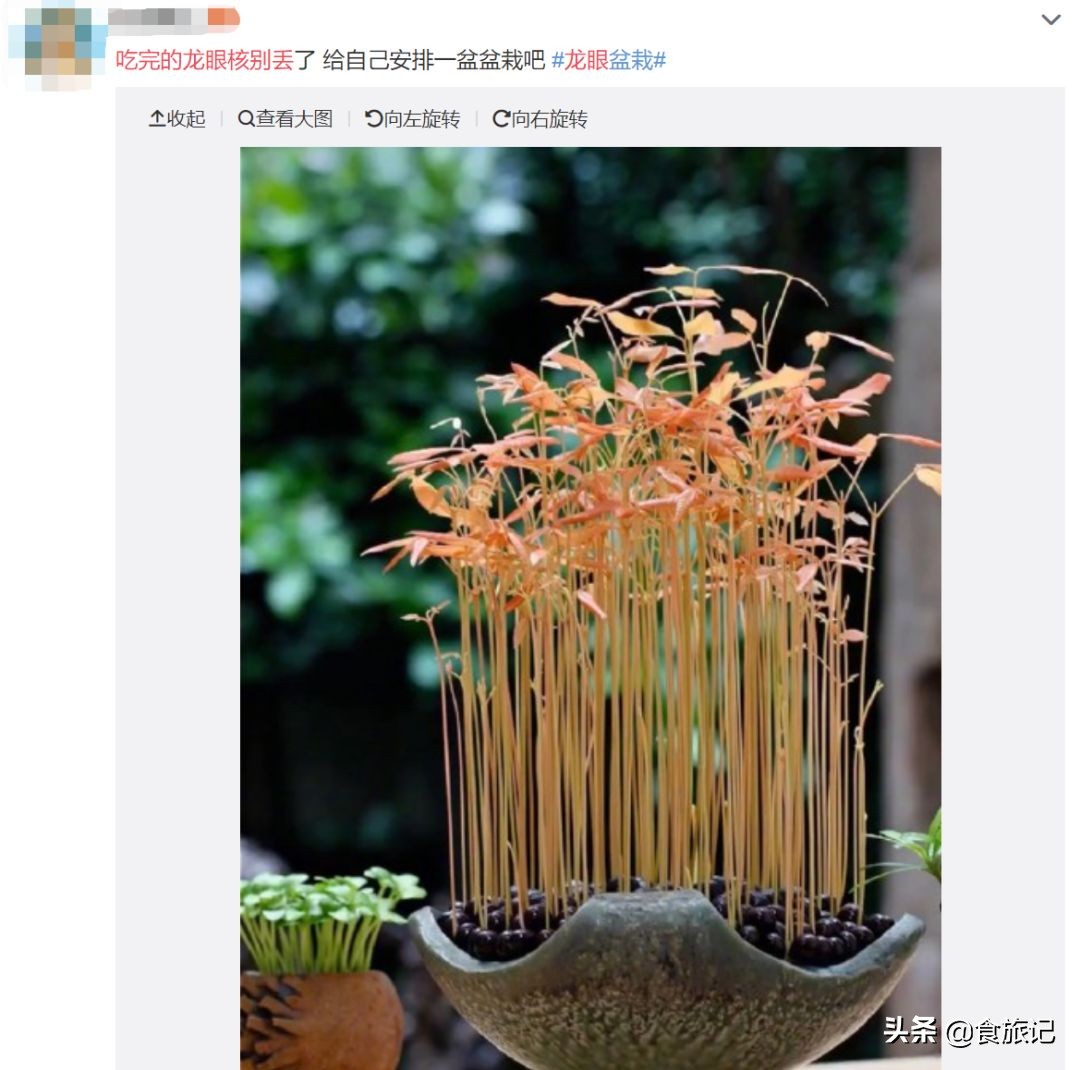 吃完的果核不要扔,吃完的水果核可以扔在土里吗